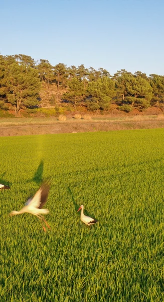 274 IMG 3026